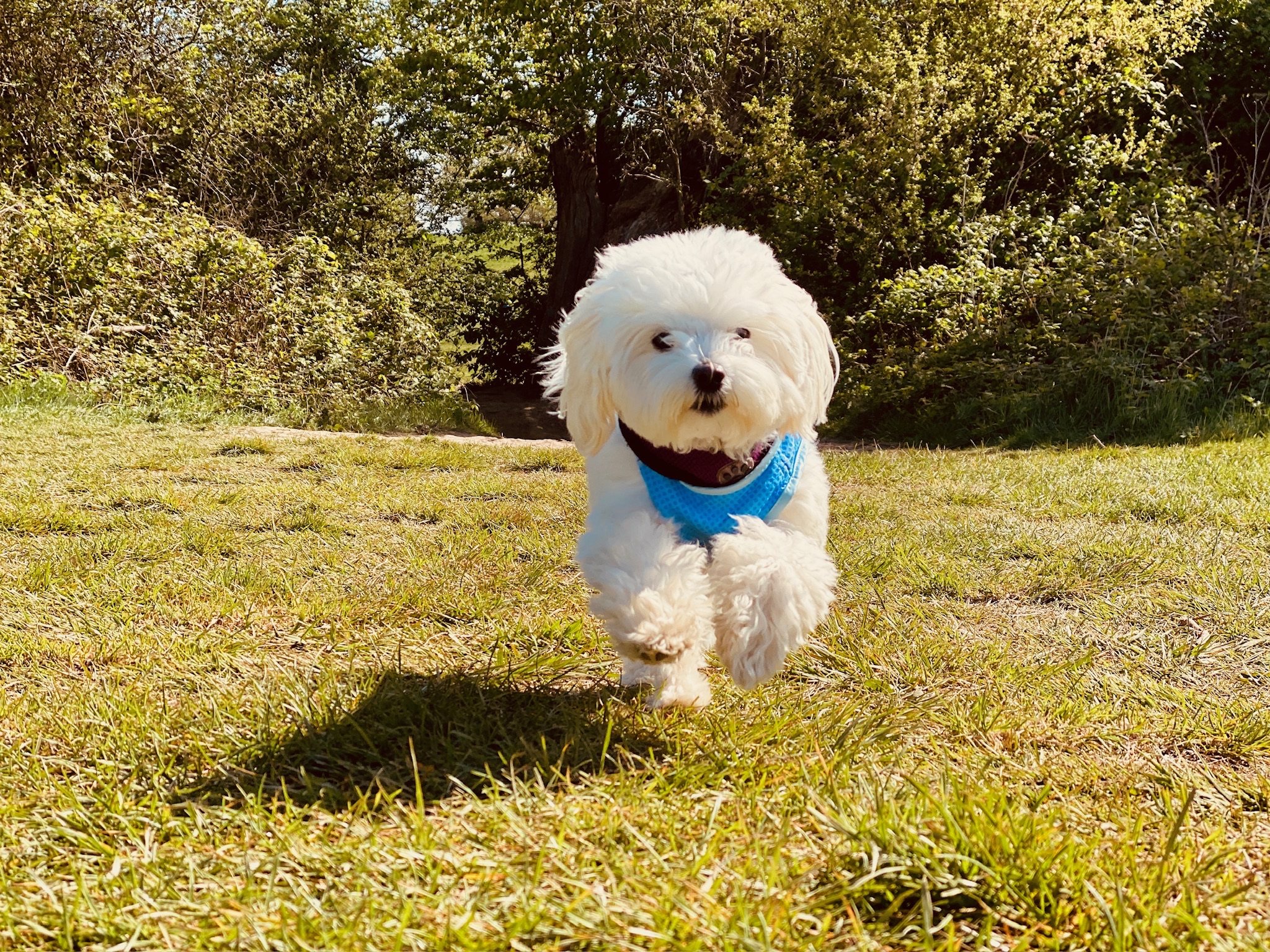 Dogs enjoying time outdoors with Volpets