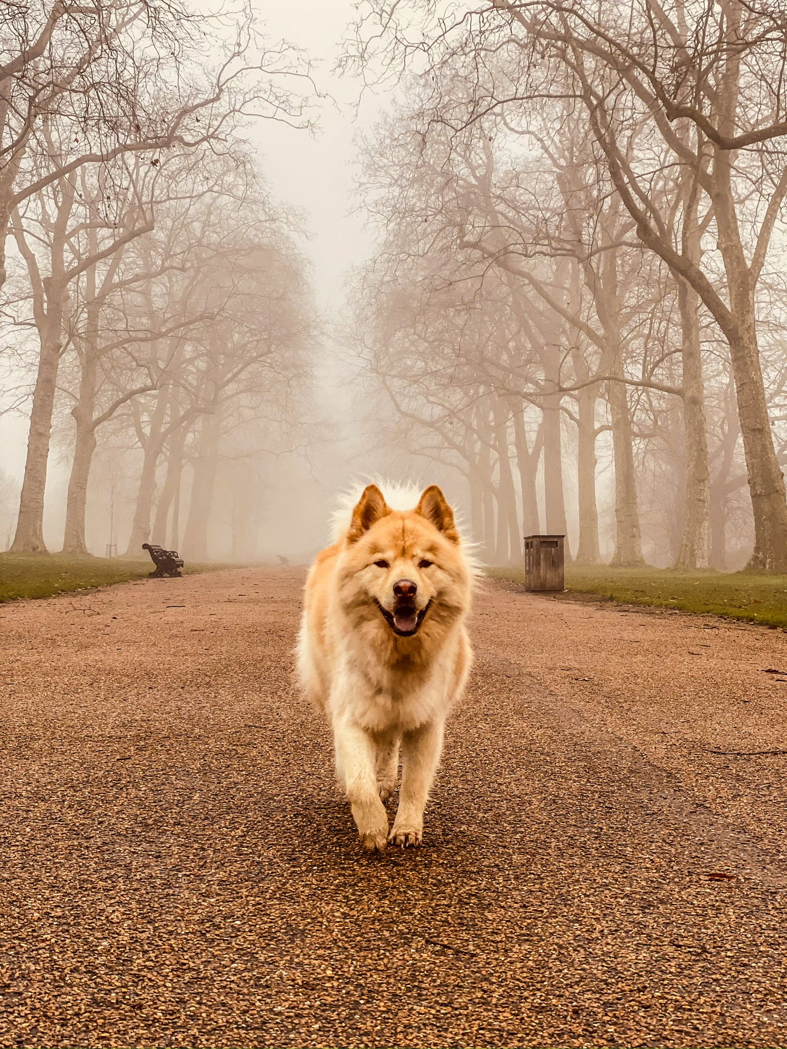 A dog enjoying an attentive VolPets outing