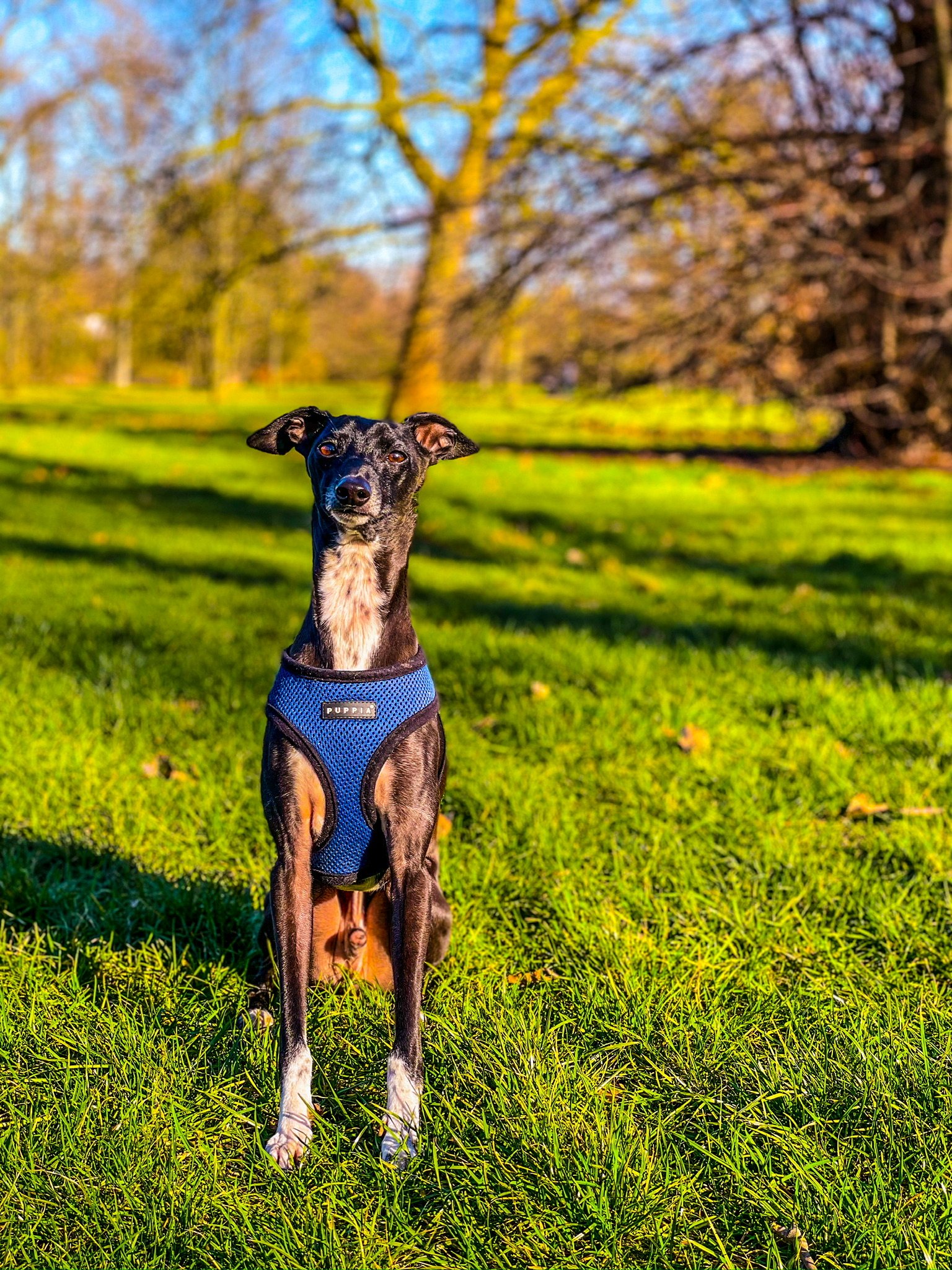 An attentive dog sitting upright with a steady posture
