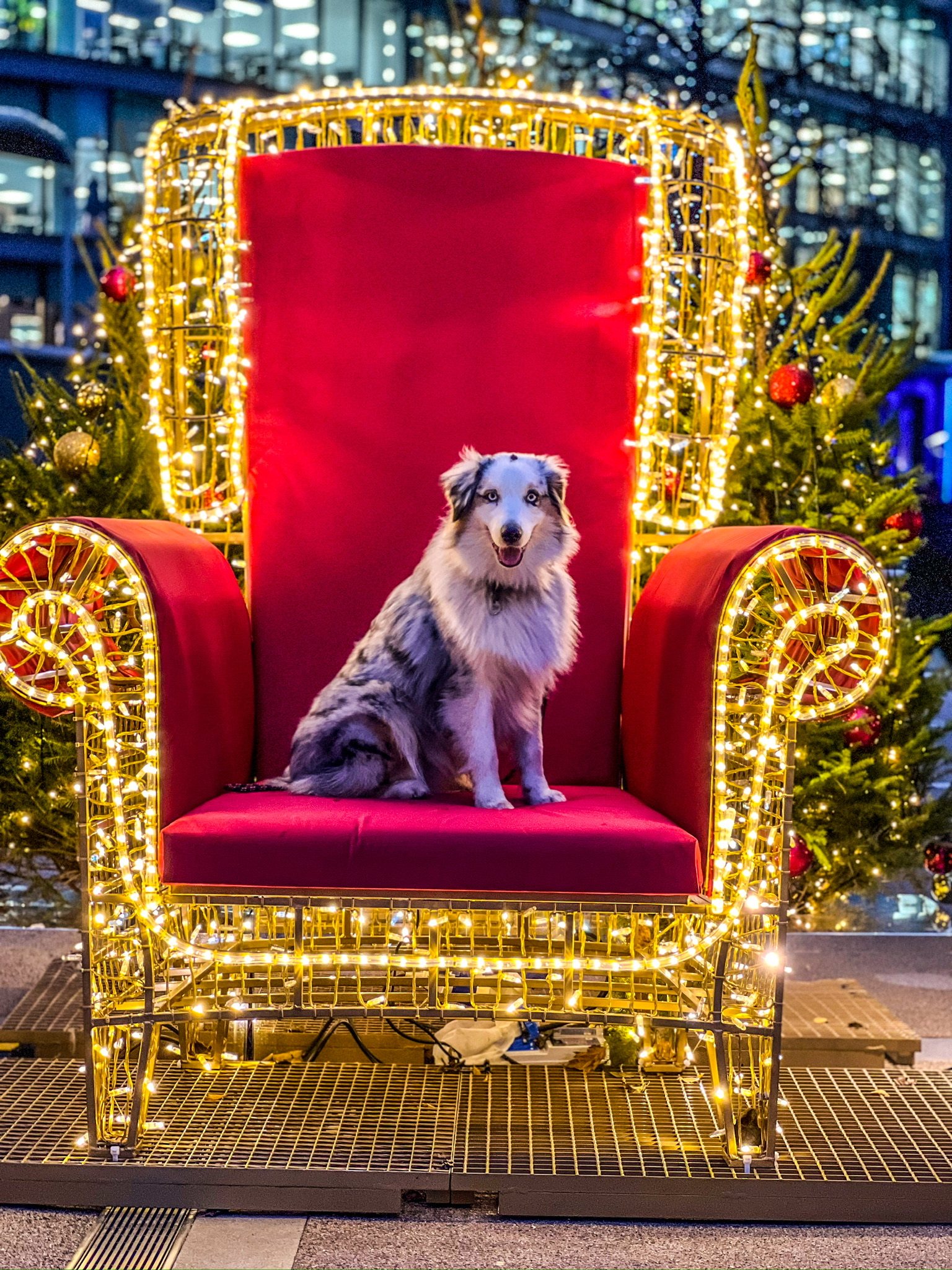 A dog enjoying a VolPets park visit