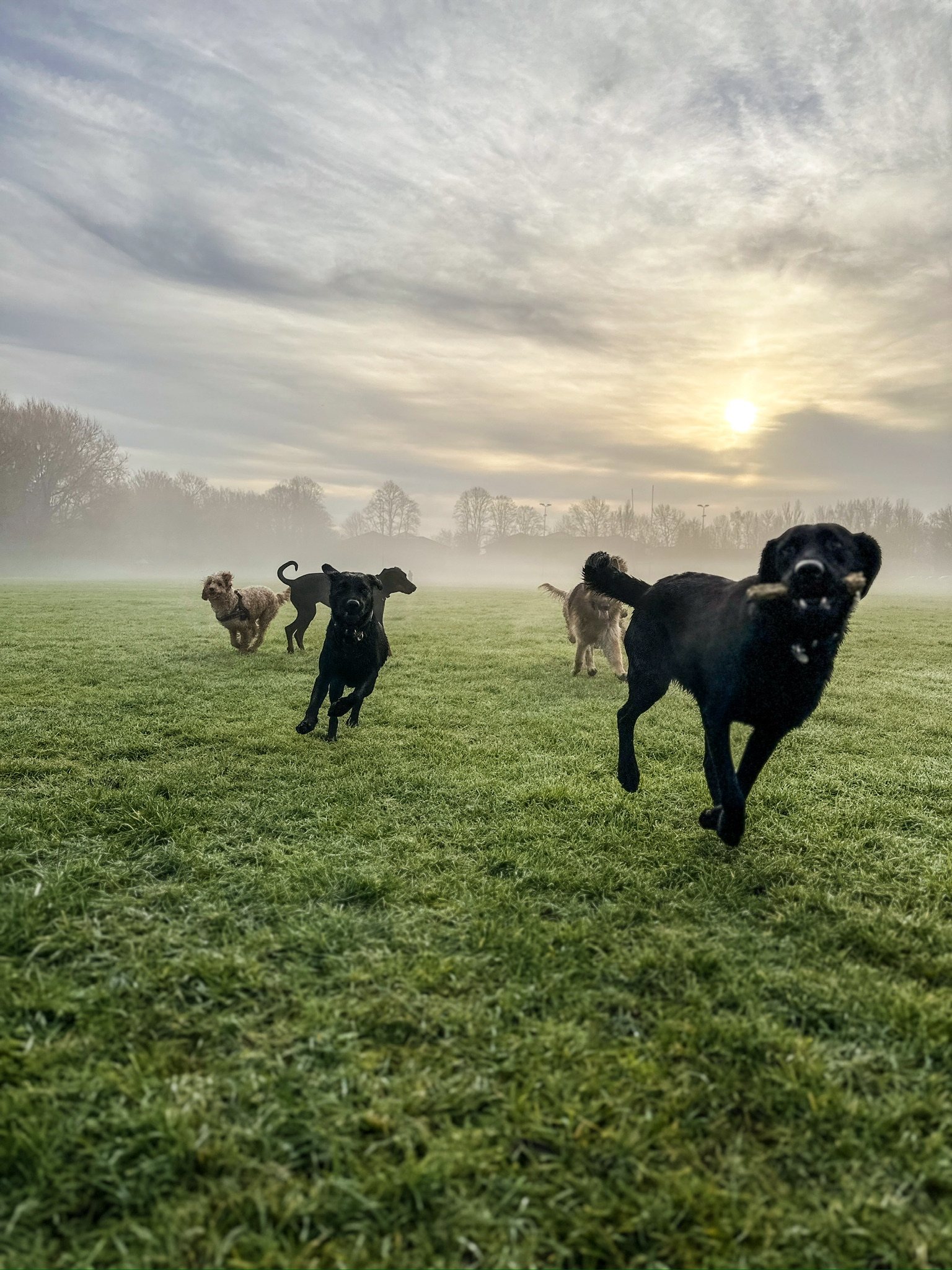 A dog exploring nature with Volpets