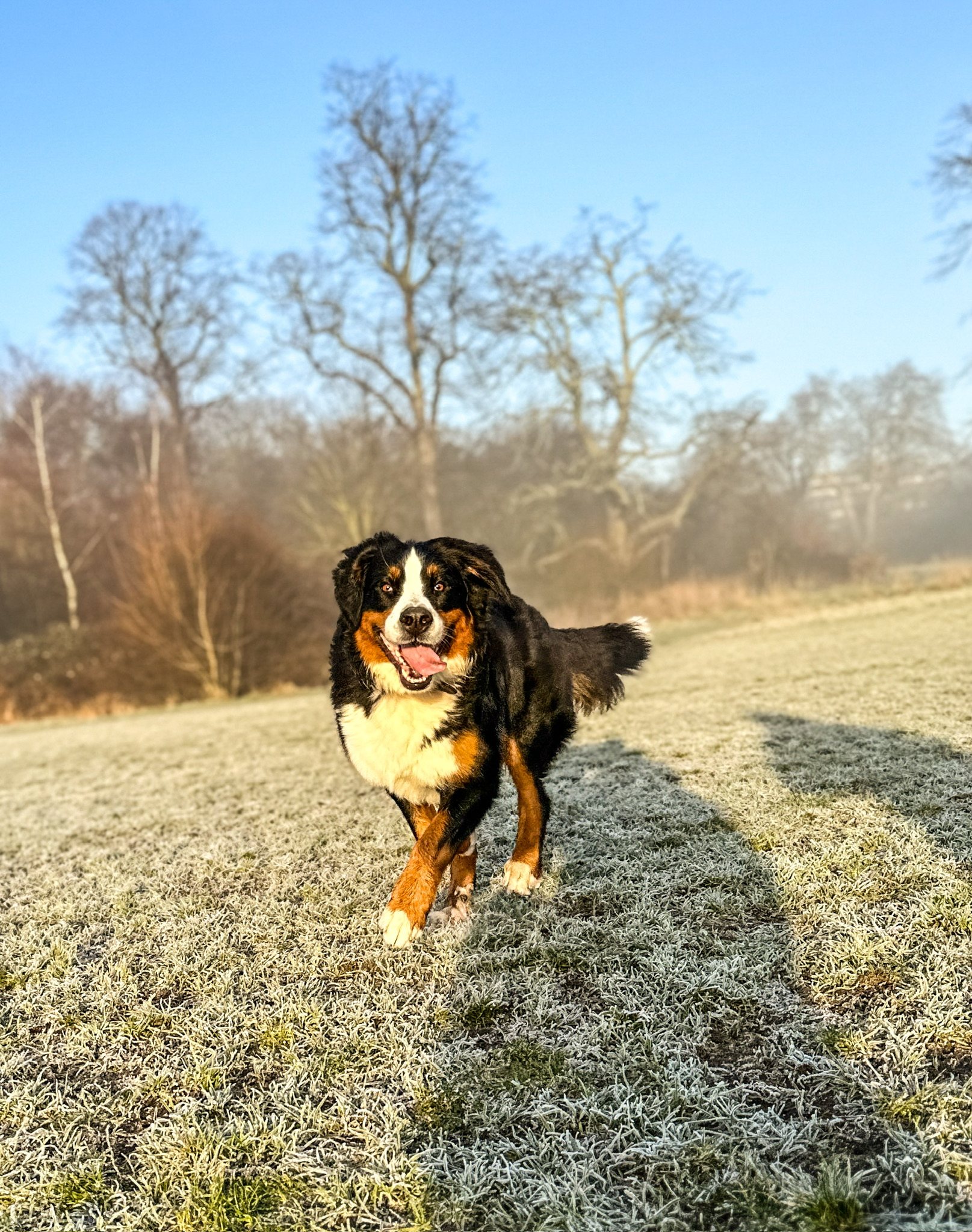 A dog enjoying a day outside