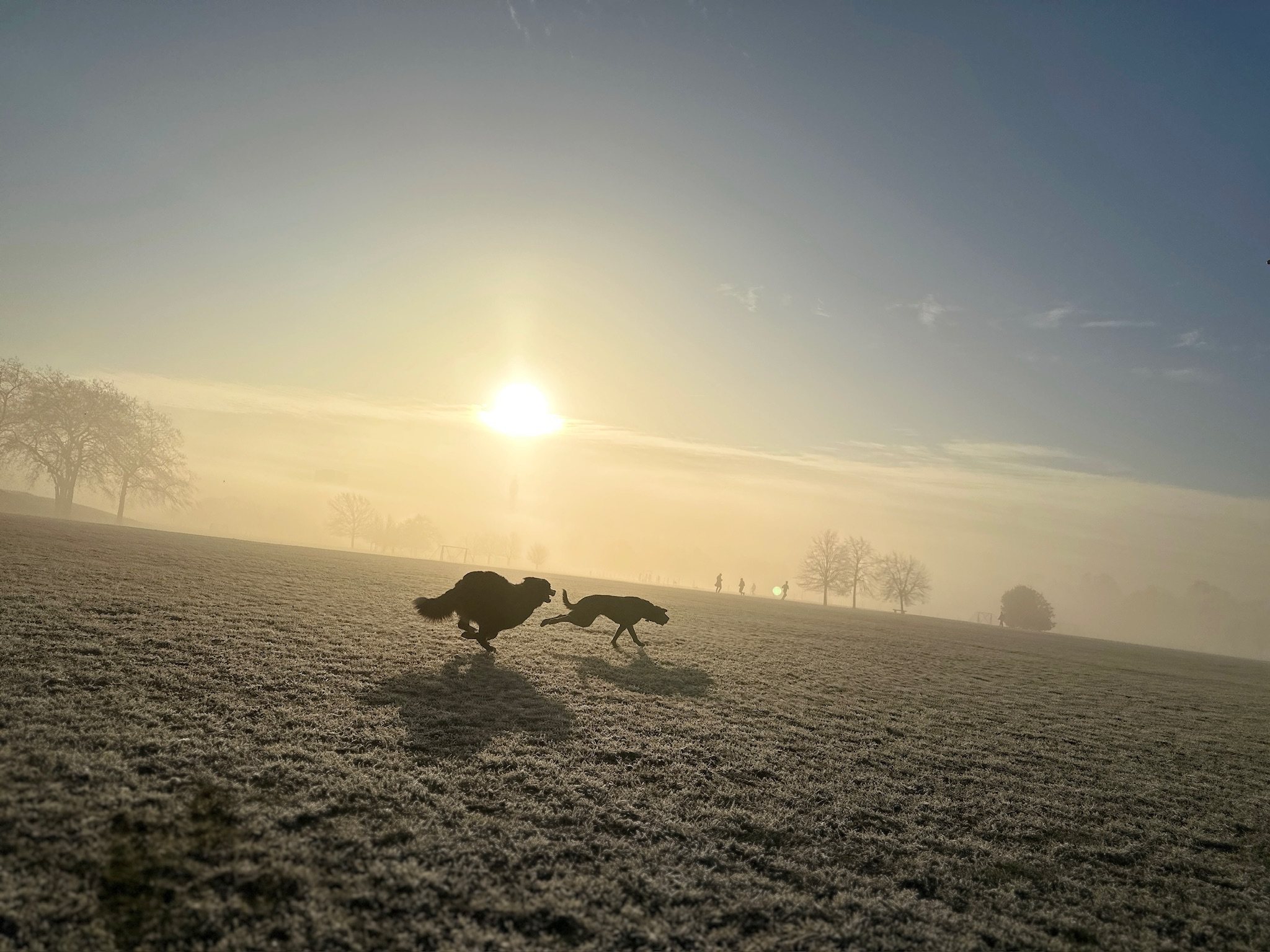 Dogs running together across a London park at sunrise