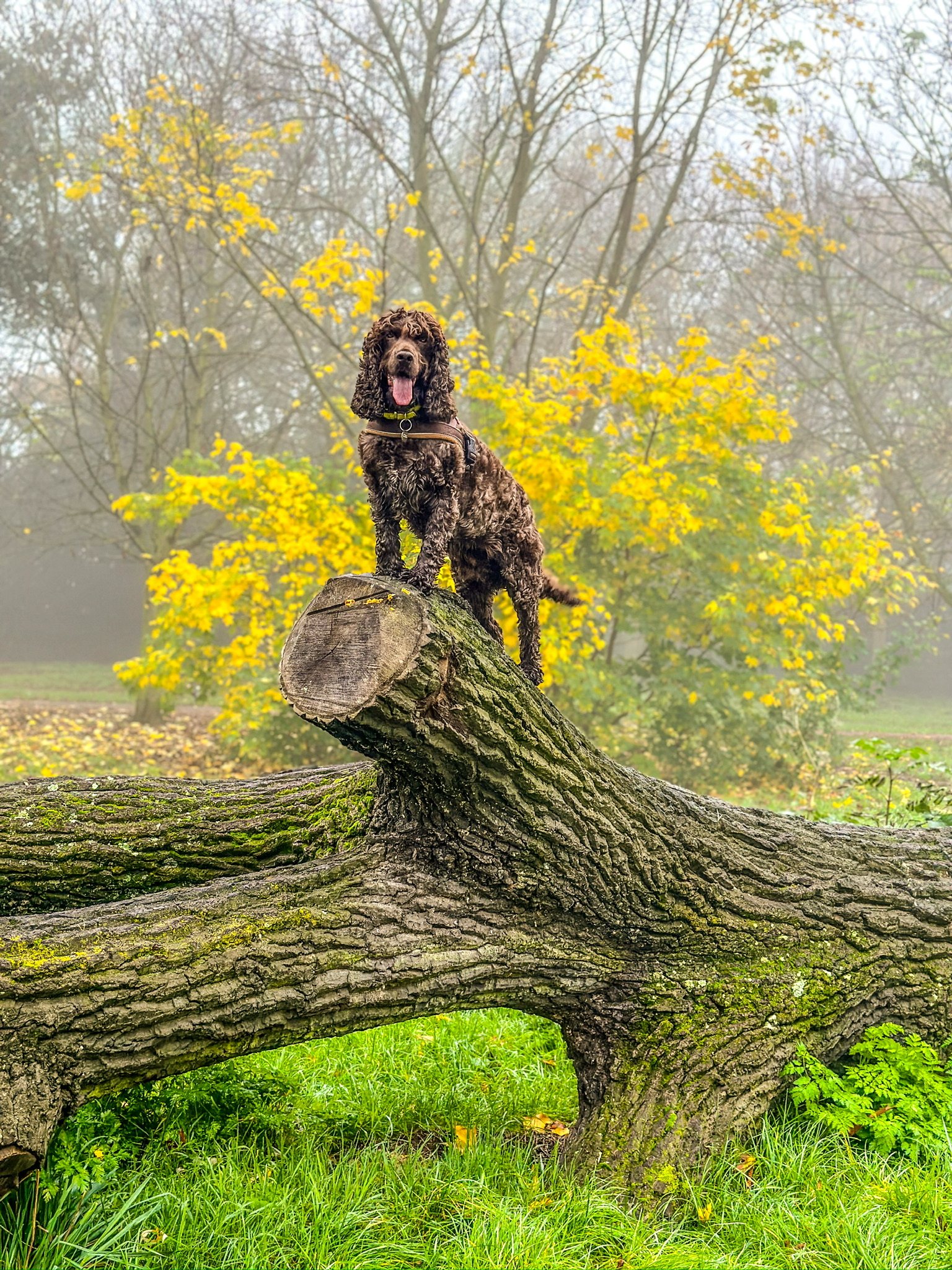 A cocker spaniel standing on a fallen tree in the park