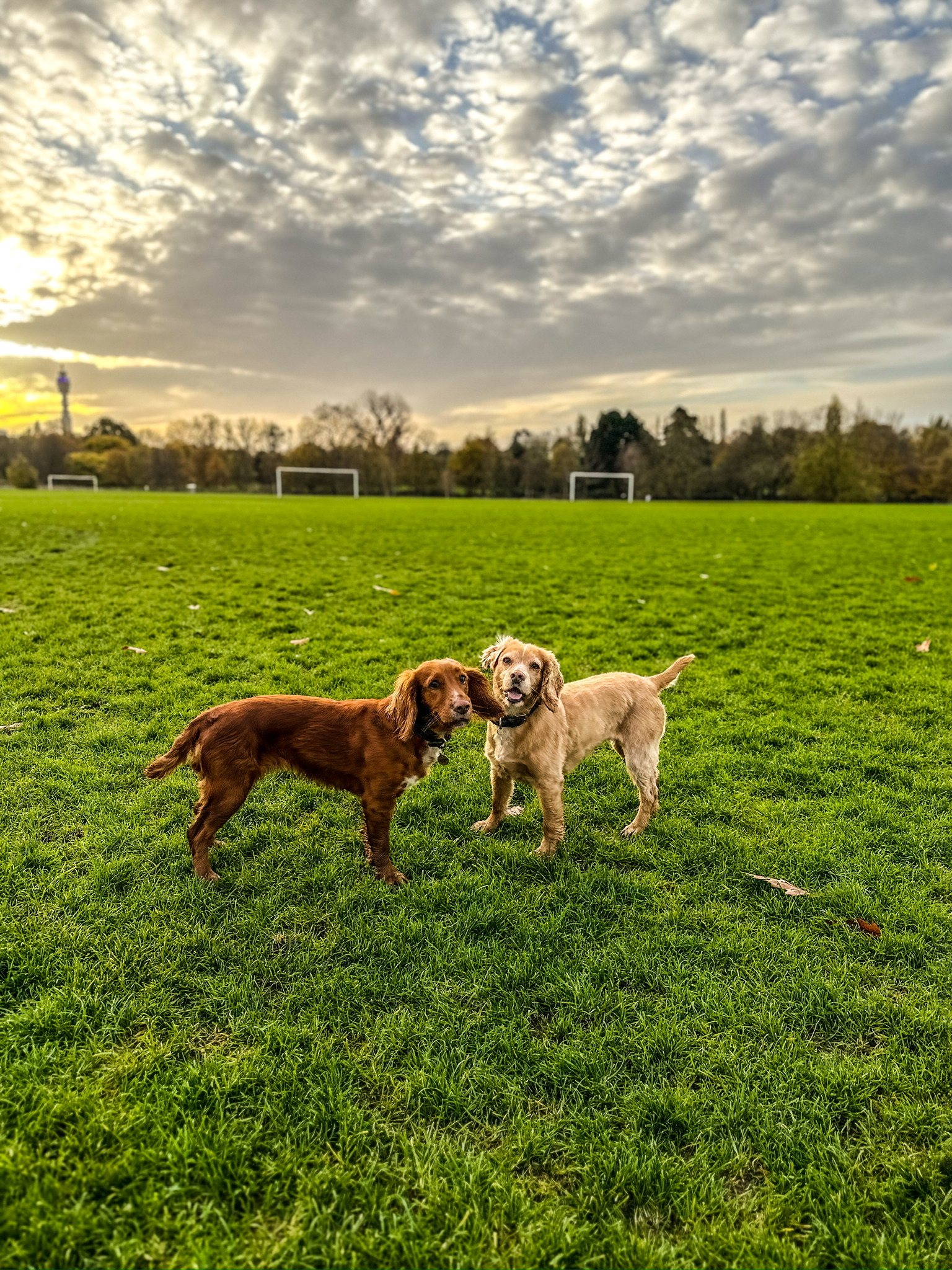 A dog enjoying a trusted VolPets routine