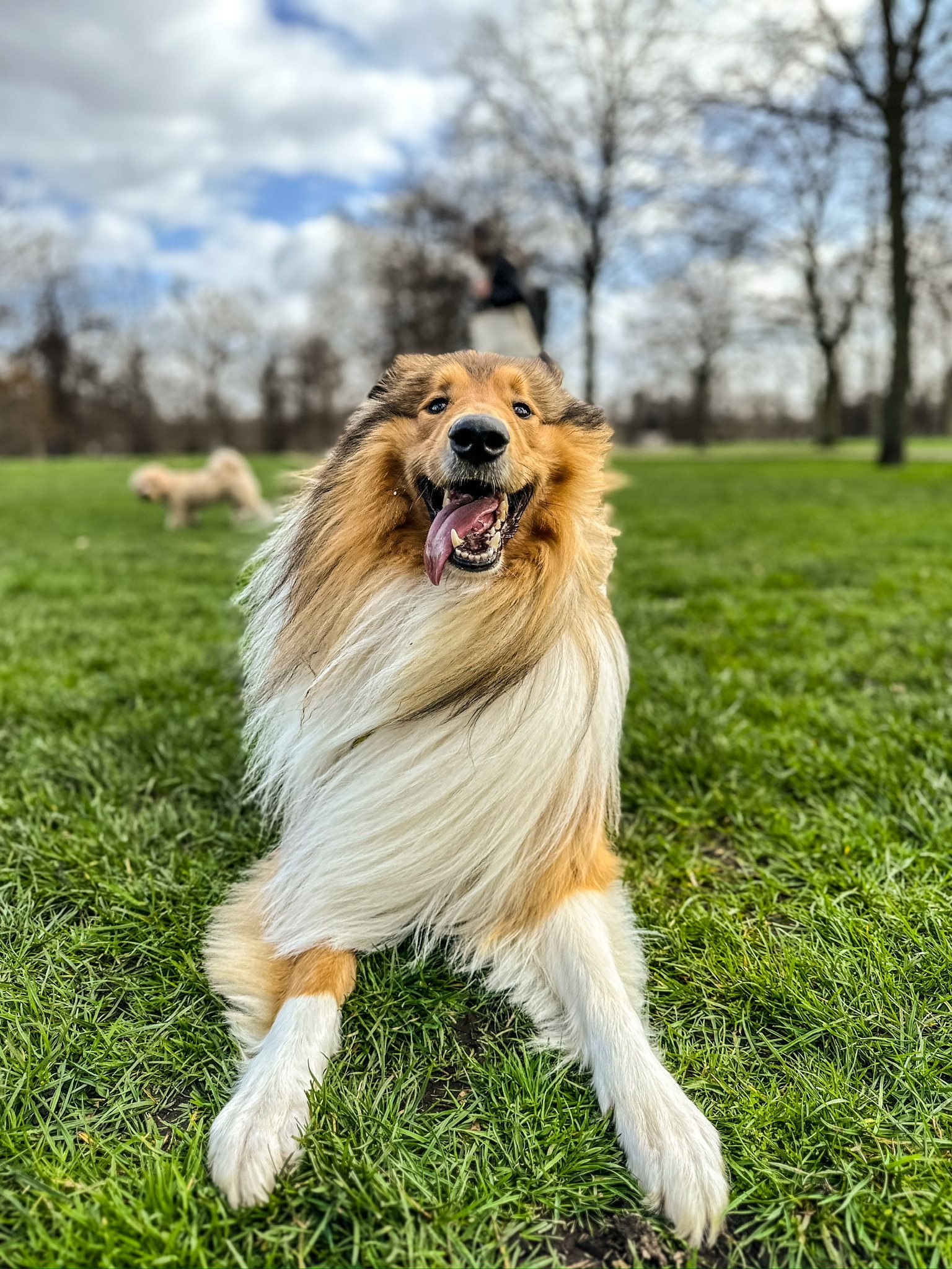 Happy dog enjoying a Volpets park outing