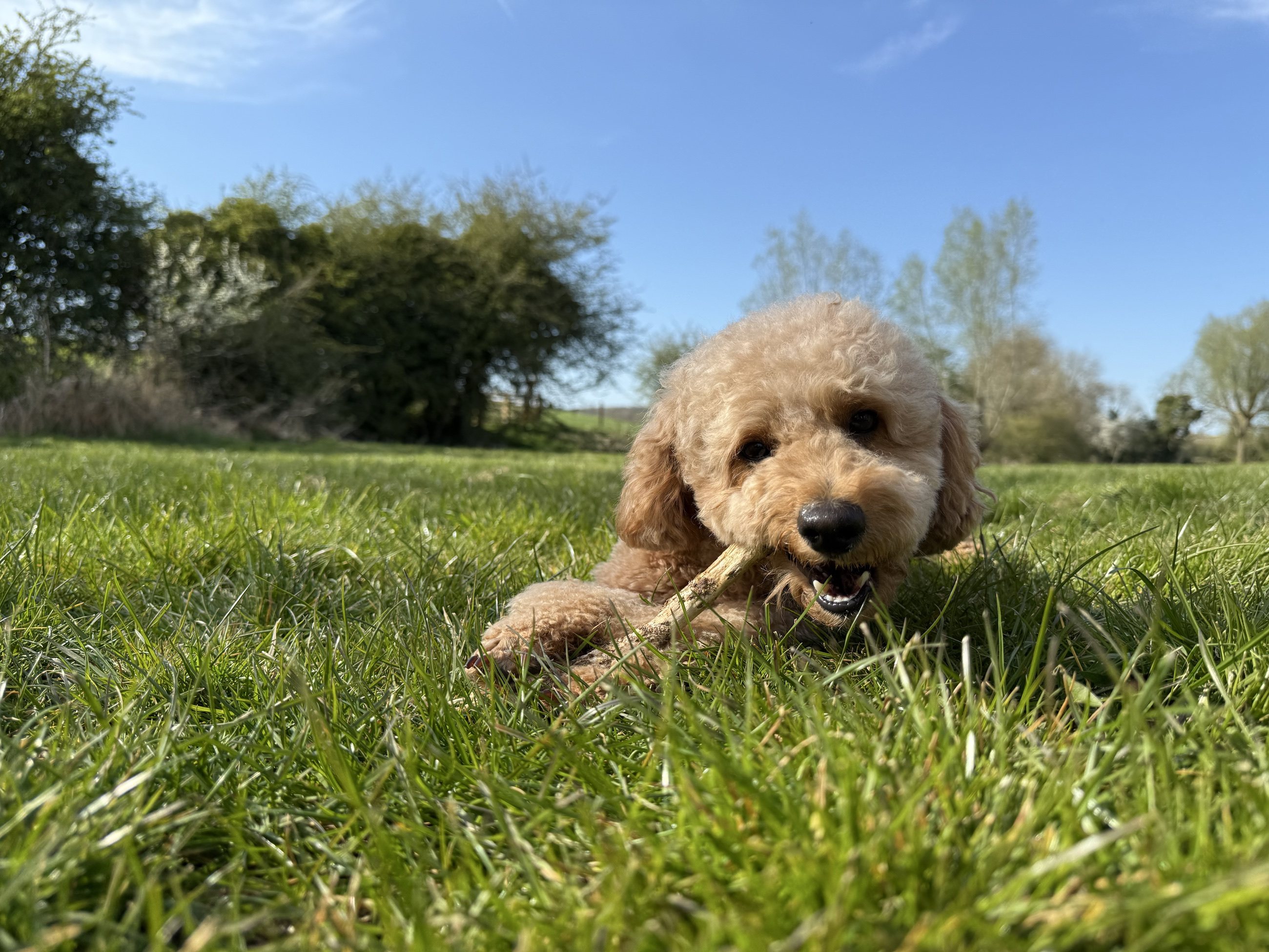 A calm dog resting comfortably on the grass