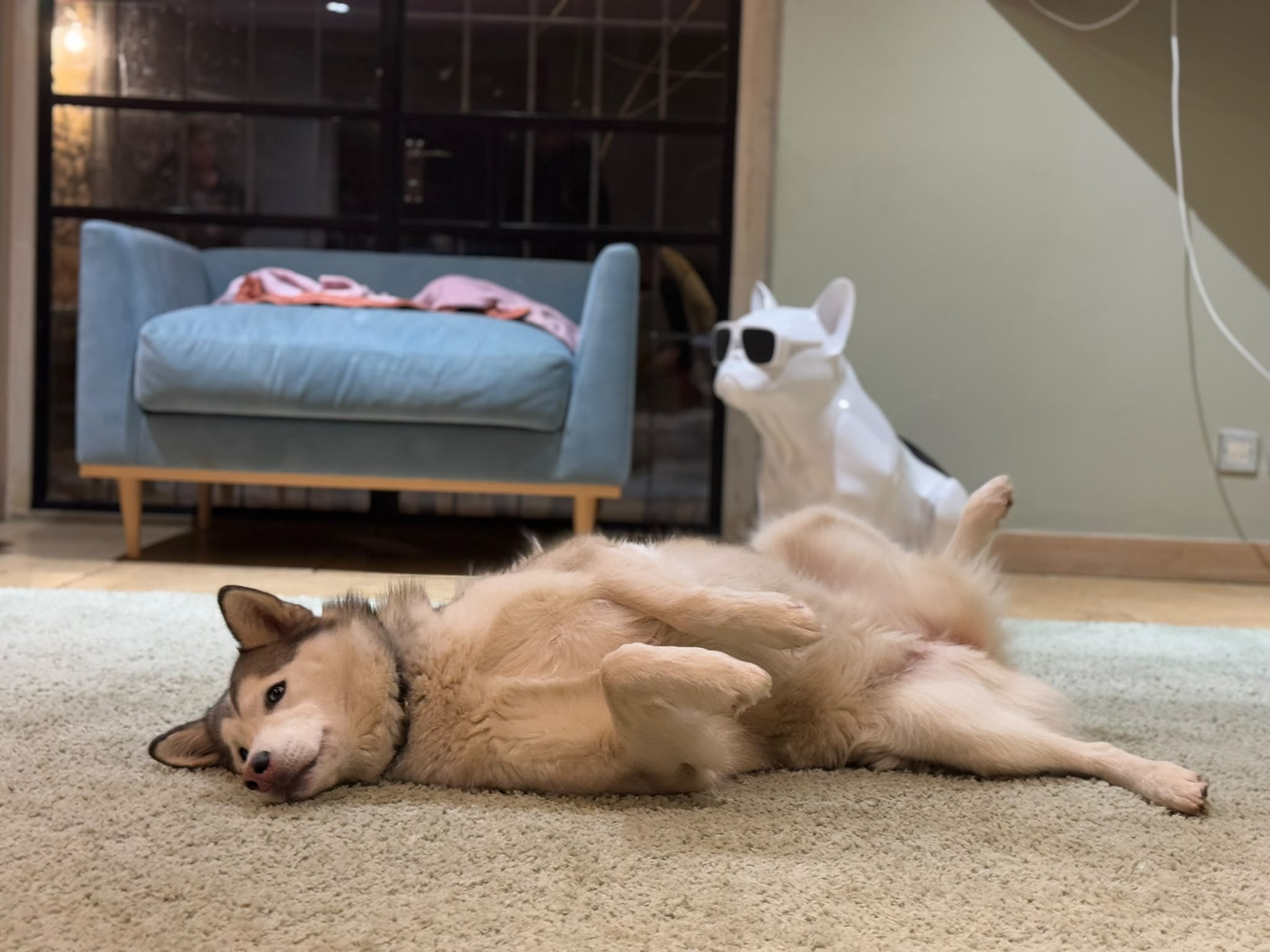 A dog resting on a rug inside a comfortable home