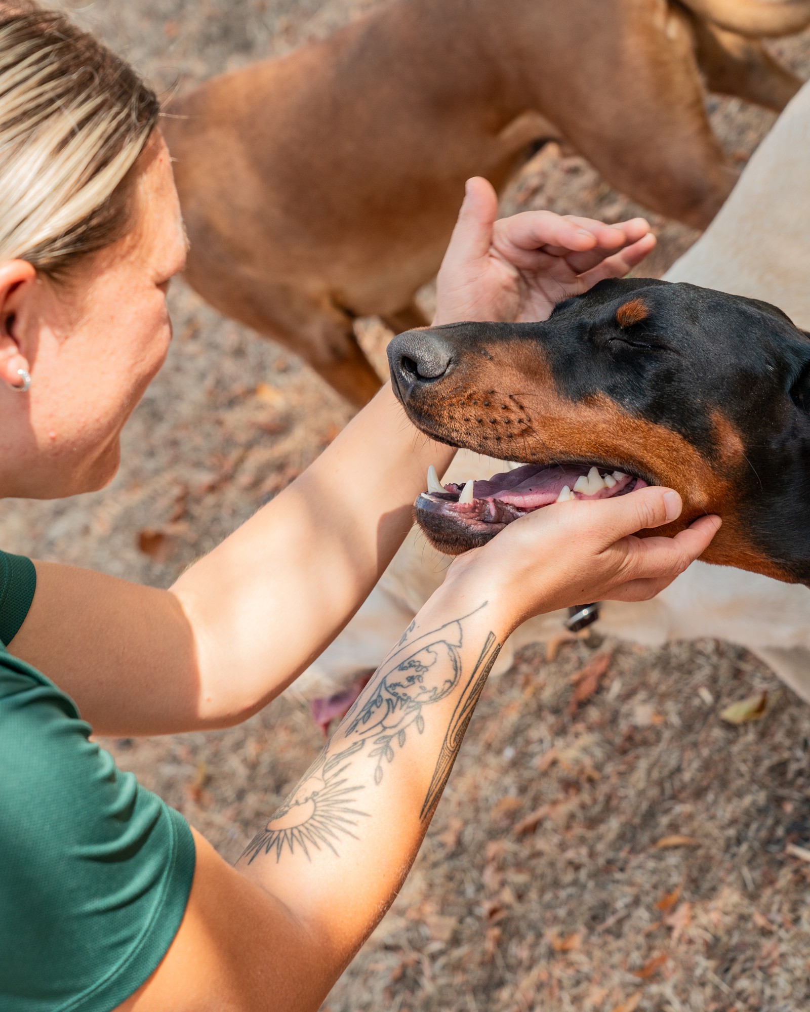 A relaxed dog receiving gentle hands-on attention