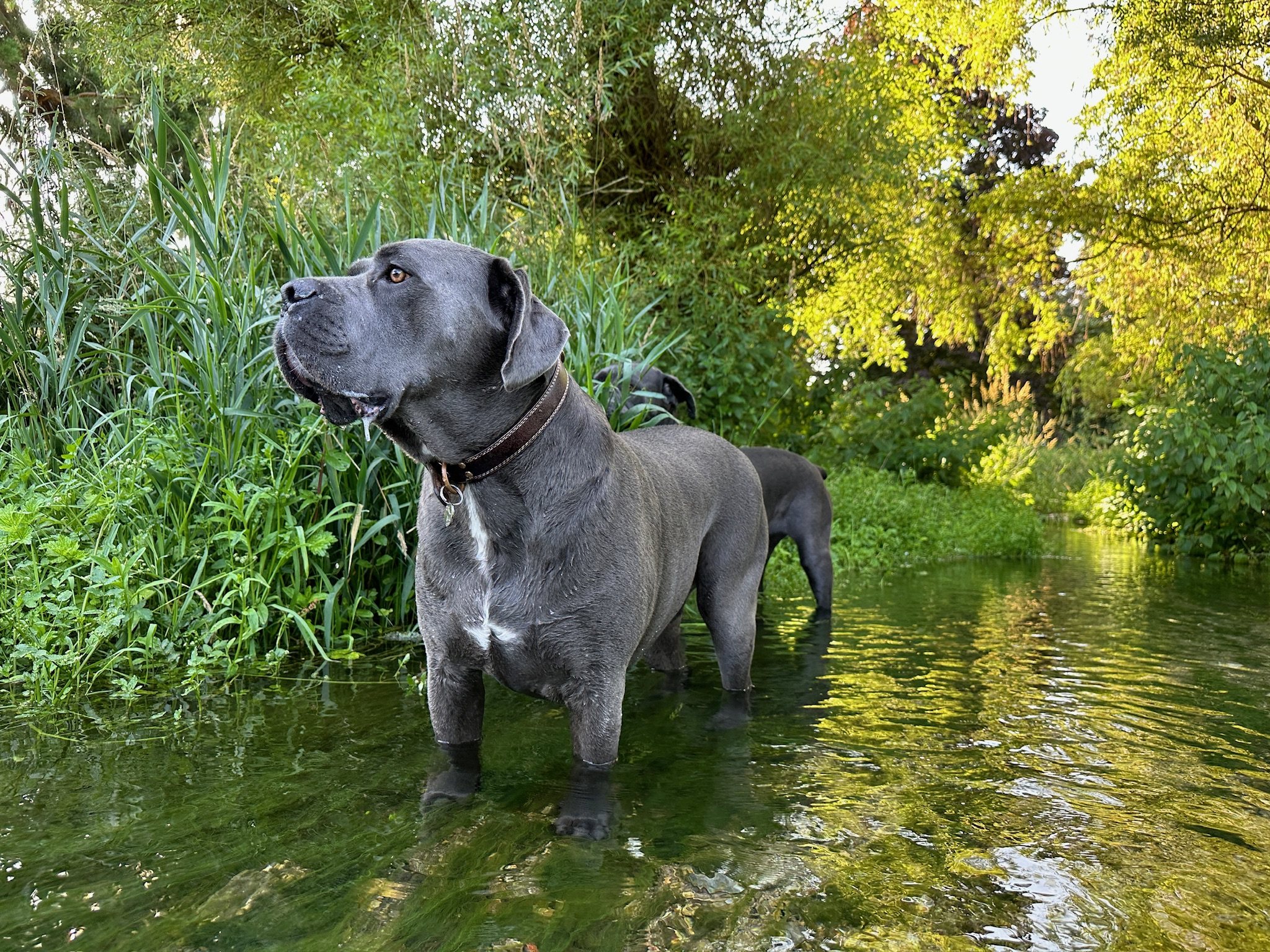 Dog enjoying the water during a Volpets outing
