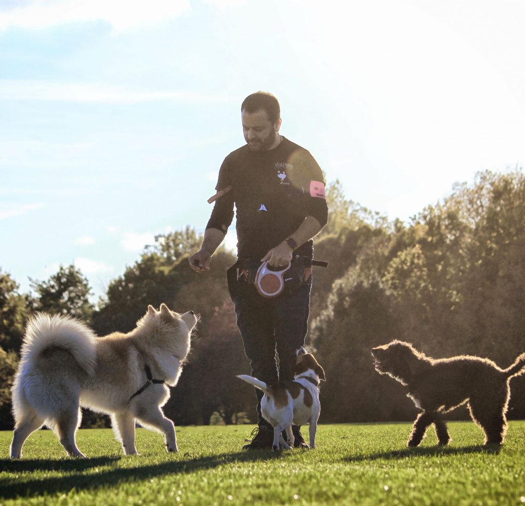 man standing with dogs